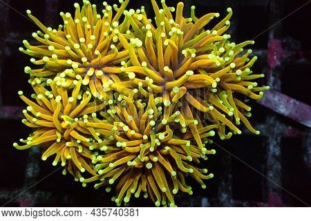 Golden Torch Coral Rare And Expensive - Euphyllia Glabrescens