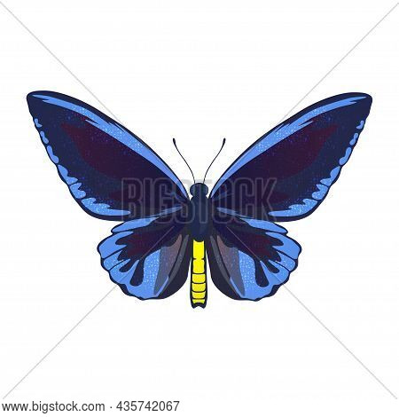 Colorful Big Tropical Butterflie, Birdwing, Ornitoptera Papilionidae Isolated On White Background.