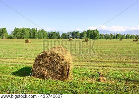 A Rural Field In Summer Under A Blue Sky In The Altai Mountains. Siberia, Russia