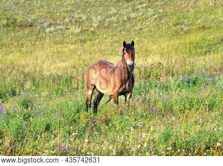 The Pet Stands Among The Thick Green Grass With Its Head Raised. Altai, Siberia, Russia