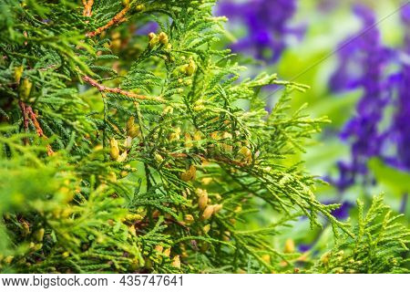 Thuja Occidentalis Bush Is Evergreen Coniferous Tree. Close Up Of Cypress Cedar Tree Branch With Bun