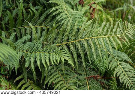 Natural Background And Wallpaper. Beautiful Green Fern Leaves In The Forest.