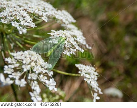 Macro Shot Of Small, Delicate Insect Green Lacewing (common Lacewing) Feeding On Pollen And Nectar O