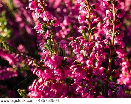 Macro Of Beautiful Reddish - Purple Flowers Of Calluna Vulgaris 'carmen' In Bright Sunlight In Autum