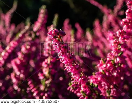 Macro Of Beautiful Reddish - Purple Flowers Of Calluna Vulgaris 'carmen' In Bright Sunlight In Autum