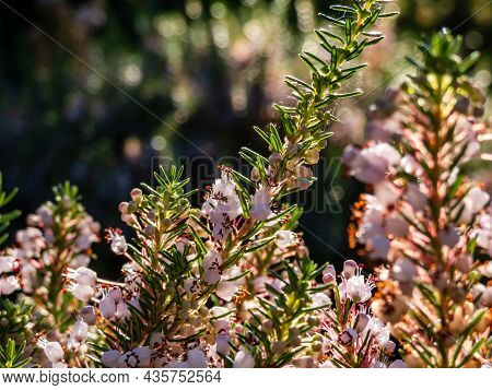 Macro Of Beautiful Bell-shaped, White, Pink And Red-purple Flowers Of Cornish Heath Or Wandering Hea
