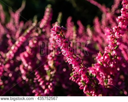 Macro Of Beautiful Reddish - Purple Flowers Of Calluna Vulgaris 'carmen' In Bright Sunlight In Autum