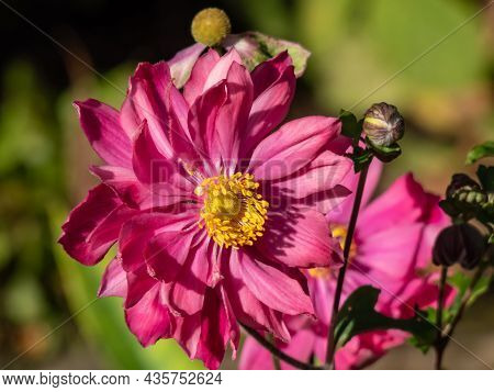 Beautiful And Attractive Shot Of Large, Semi-double, Rose Pink Flowers With Golden-yellow Stamens Of