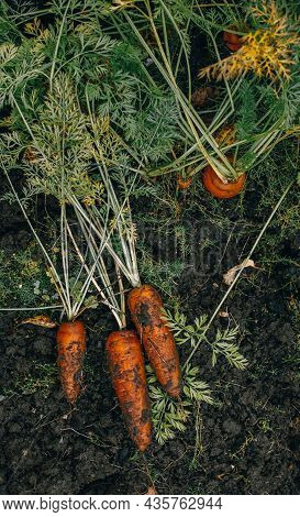A Wicker Basket With Eatable Mushrooms Boletus And Chanterelles Collected In The Forest On Soft Gree