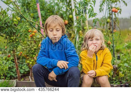 Boys And Tomatoes Peppers In Vegetable Garden. Homeschooling, Natural Education Of Children, Unschoo