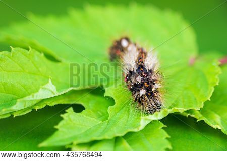 Grass Moth, Acronicta Rumicis Larvae, Caterpillar Climbing On Leaves. Macro Animal