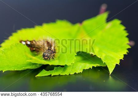 Grass Moth, Acronicta Rumicis Larvae, Caterpillar Climbing On Leaves And Dark Background. Macro Anim