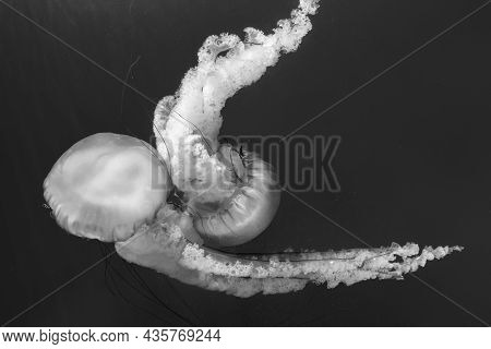 Jellyfish (chrysaora Fuscescens Or Pacific Sea Nettle) In Ocean Water In Black And White
