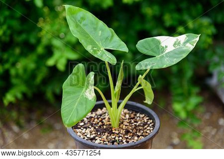 Closeup Focus To Little Fresh Alocasia Macrorrhizos