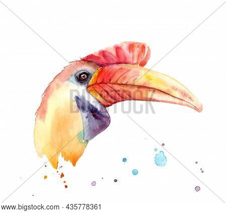 Watercolor Drawing Of A Night Bird - Head Of An Knobbed Hornbill
