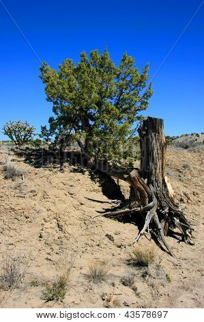 Liv og død i New Mexico
