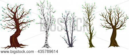 Set Of Different Autumn Trees Painted By Watercolor, Vector Illustration
