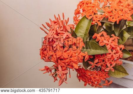 Beautiful View Of Ixora Coccinea Flowering Plant. Also Known As Jungle Geranium, Flame Of The Woods 