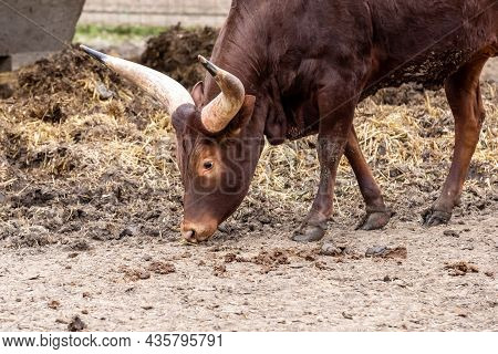 Brown Big Watussi Cow With Big Horns Looking For Food On Earth