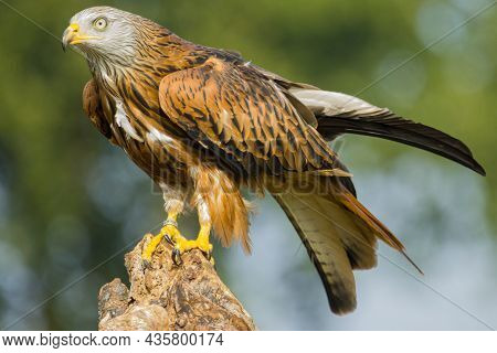 Portrait Of A Red Kite Which Is Just Folding It's Wings