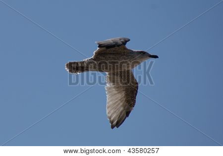 Mewa pospolita - Larus canus