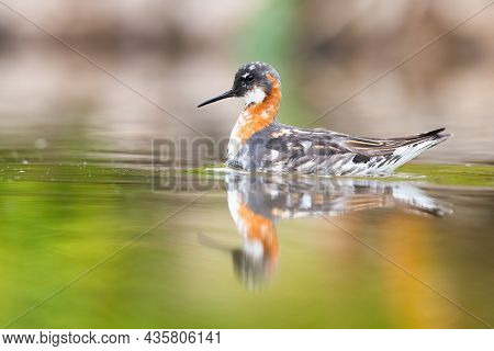 Red-necked Phalarope Swimming In Wetland In Spring