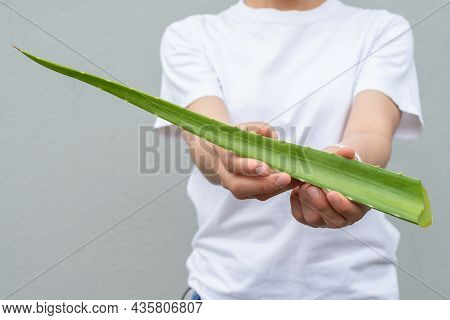 Woman Holding A Cut Aloe Vera Leaf For Use Inner Gel As A Quick Moisturiser For Her Skin. Aloe Vera 