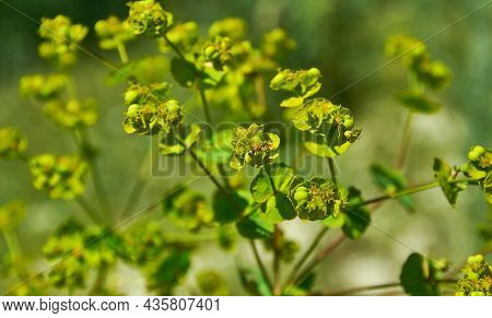 Euphorbia Zhiguliensis, Prokh Shot Against The Sun. Narrow Focus, Close-up. Plants And Lichens Of Ru