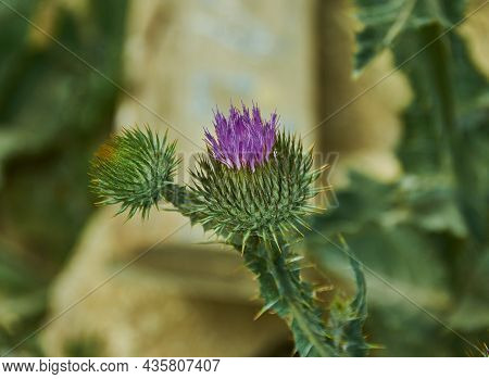 Carduus Crispus Among Flowering Plants In The Aster Family, Asteraceae, And The Tribe Cynareae