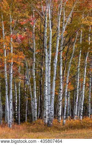 Close up shot of tall Aspen trees during autumn time
