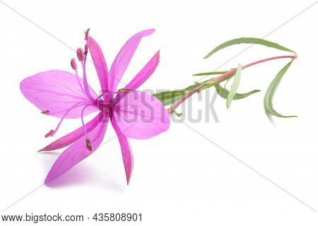 Pink Alpine Willowherb Flower Isolated On White