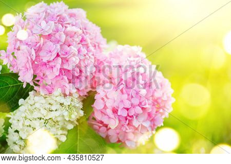 Hydrangea pink flower closeup. Beautiful Hortensia blooming in summer garden. Beauty pink and white colour Hydrangea flower close up. Nature floral backdrop. Easter, Birthday, Nature concept. 