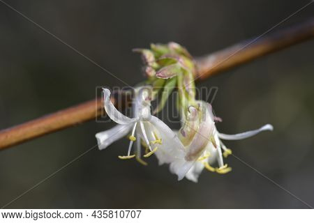 Winter Flowering Honeysuckle Flowers - Latin Name - Lonicera Fragrantissima