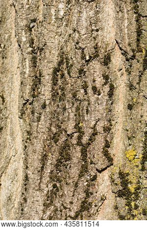 Boxelder Maple Bark Detail - Latin Name - Acer Negundo