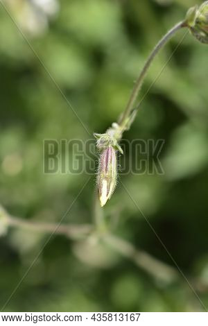 Unusual Campion Flower Bud - Latin Name - Silene Paradoxa