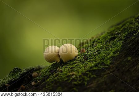 The Autumn Wood-destroying Fungi In The Park