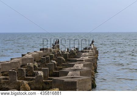 The Double-crested Cormorant (nannopterum Auritum) On The Shores Of Lake Michigan