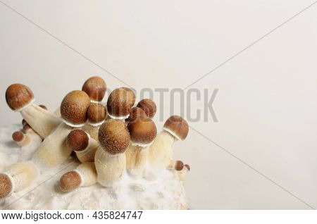 Micro Growing Of Psilocybe Cubensis Mushrooms On White Background. Mycelium Block Of Psychedelic Psi
