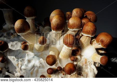 Mycelium Block Of Psychedelic Psilocybin Mushrooms Golden Teacher. Micro Growing Of Psilocybe Cubens
