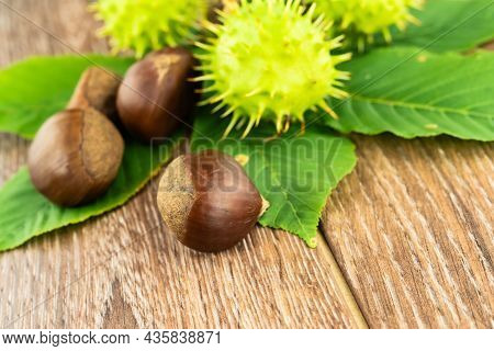 Assorted Whole Chestnuts One-piece With Spikes And A Brown Core Lies On A Leaf Flon