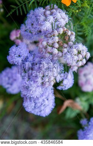 The Ageratum Houstonianum (flossflower) Blooming In A Garden