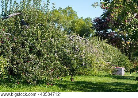 Apple Orchard With Picking Boxes At A U-pick