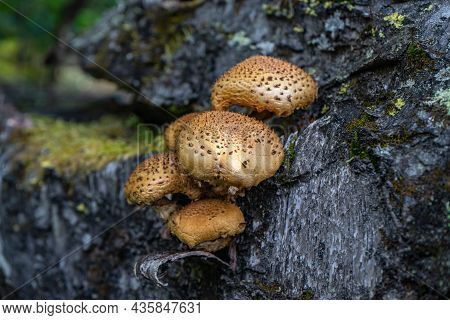 Pholiota Aurivella. Golden-colored Mushrooms Grow On A Tree
