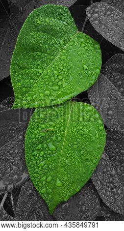Rain Drops On Green Leaves  With A Black And White Back Ground