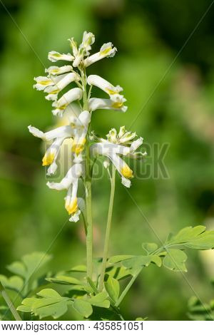 Pale Corydalis (pseudofumaria Alba) Flowers