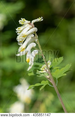 Pale Corydalis (pseudofumaria Alba) Flowers