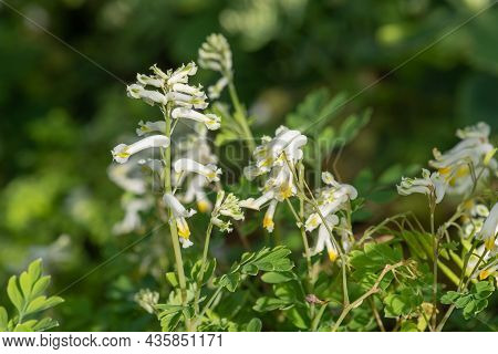 Pale Corydalis (pseudofumaria Alba) Flowers