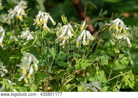 Pale Corydalis (pseudofumaria Alba) Flowers