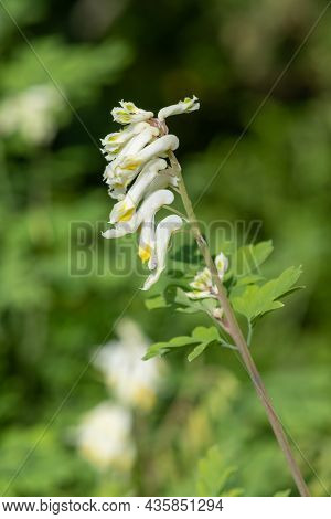 Close Up Of Pale Corydalis (pseudofumaria Alba) Flowers In Bloom