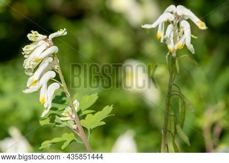 Pale Corydalis (pseudofumaria Alba) Flowers